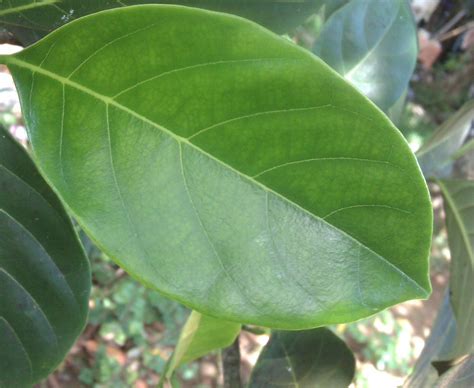 Learn Gardening Jackfruit Artocarpus Heterophyllus