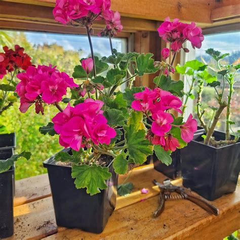 4 Easy Options For Overwintering Your Geraniums Shiplap And Shells