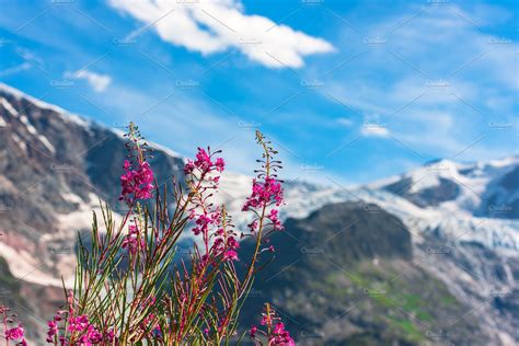 Swiss Alps With Wild Pink Flowers Featuring Flowers Mountains And