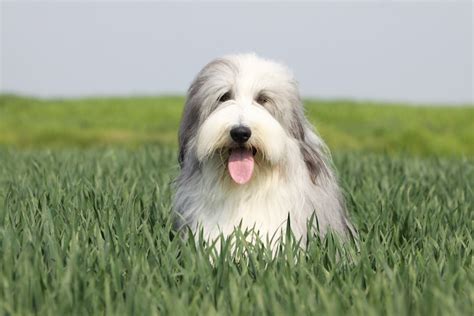 Are Old English Sheepdogs Collie Breeds