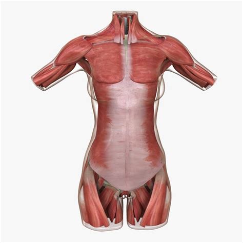Organs Within Ribcage What Is The Position Of The Human Kidney With