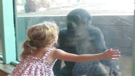 Little Girl And Baby Gorilla Become Friends Youtube