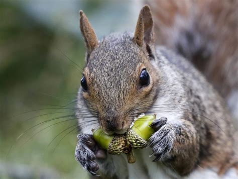 Huge Squirrel Population Driving Farmers Nuts In New England Mpr News