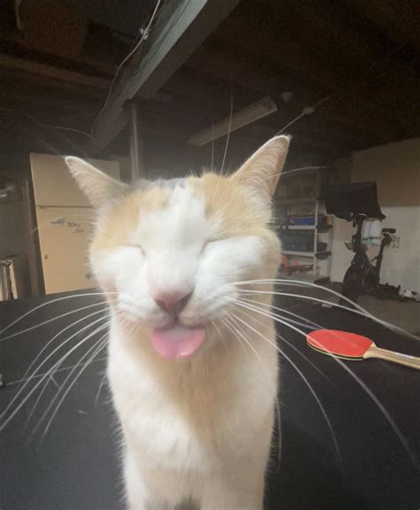 This Silly Void Has The Best Mlem Ive Seen In A Whole Rmlem