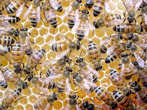 Honeybee Colonies Benefit From Queens Promiscuity The New York Times