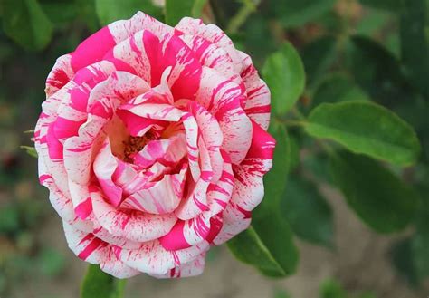 9 Rarest Roses From Around The World