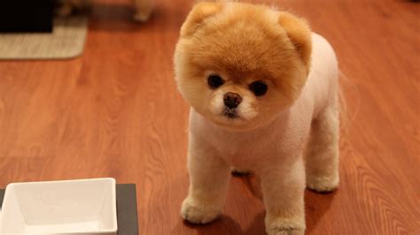 If you have your own one, just send us the image and we will show. Cute Pomeranian Dog Wallpapers | HD Wallpapers | ID #12137