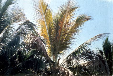 Lethal Yellowing Palm Plantsdb