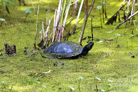 Swamp Turtle Photograph By Karl Voss