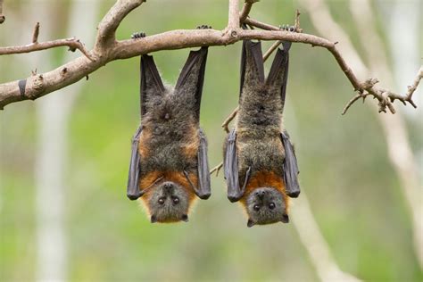 Grey Headed Flying Foxes In Adelaide City Of Adelaide