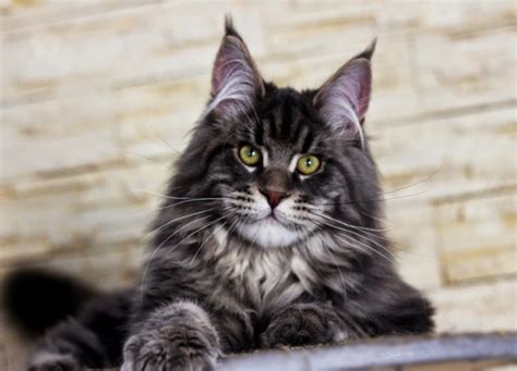 After arriving in the us, they are retested and confirmed negative by the dna testing laboratory of the. Mountain Fork Maine Coon Kittens, Imported European ...