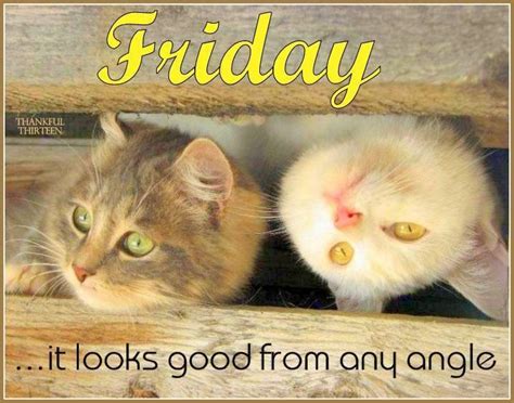 Friday Looks Good From Any Angle Crazy Cats Cute