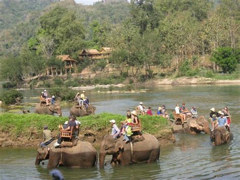 All Lao Elephant Camp Luang Prabang 2022 Lo Que Se Debe Saber Antes