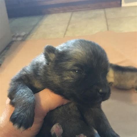 Feel free to contact us to discuss further. Keeshond puppy for sale in MANTENO, IL. ADN-22234 on ...