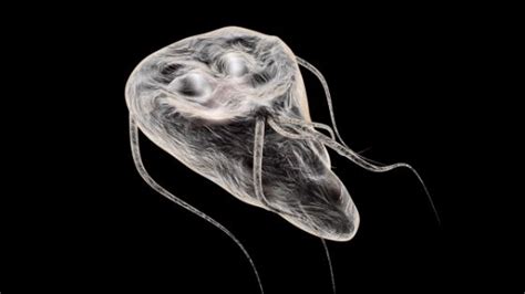 Natural Giardia Treatment 18 Tips To Rid The Body Of Parasites