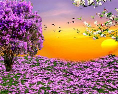Free Download Nature Spring Purple Flowers Garden Sunset Hd Wallpapers