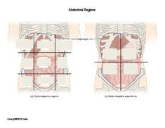 Physicians and anatomists divide the human abdomen into four different regions or quadrants. Long Bone Anatomy Quiz or Worksheet | Worksheets and Nursing students