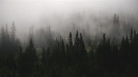 1360x768 A Forest Filled With Lots Of Trees Covered In Fog Laptop Hd