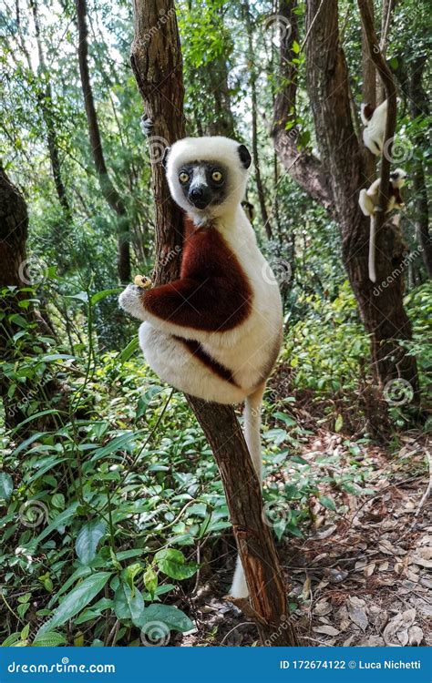 Verreaux S Sifaka Perched On A Tree In The Forest Propithecus Verreauxi Andasibe National Park