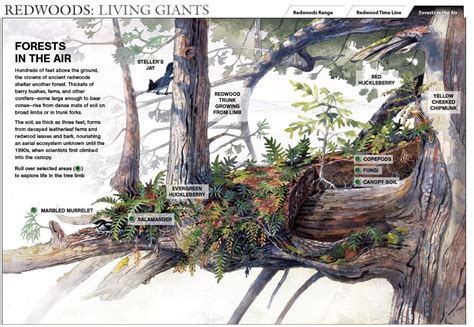 Redwoods Living Giants Illustration By Amadeo Bachar Forest Plants