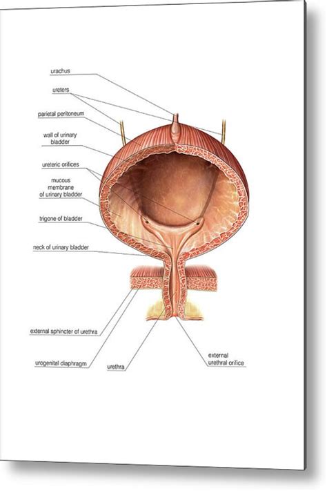 Urinary Bladder And Urethra Metal Print By Asklepios Medical Atlas Pixels