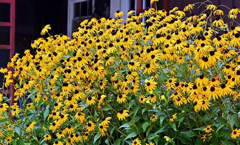 Black Eyed Susan Leaves Fuzzy - Brown-Eyed Susan Leaves