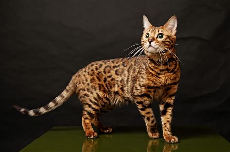 The bengal truly does remind you of a wild cat in appearance. Bengal Cat History, Personality, Appearance, Health and ...