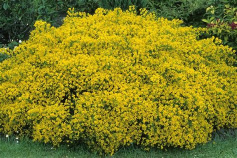 Brighten Your Yard With These Yellow Flowering Shrubs Yellow