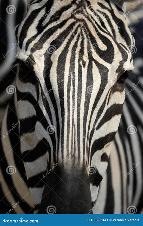 Close Up Of Head Details African Striped Coat Zebra Stock Image Image