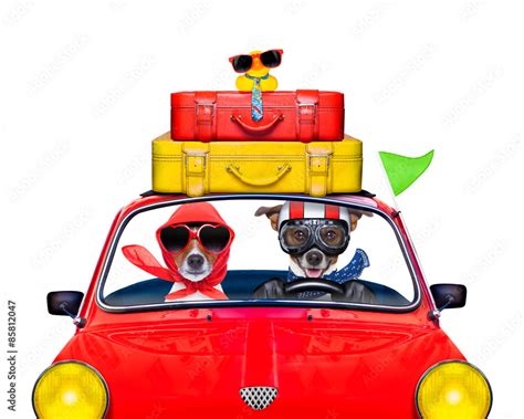 Dog Driving A Car Foto De Stock Adobe Stock