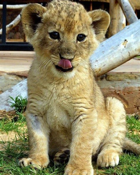 Cute Follow 👉 Lionssnow Page Of Kings 👑🦁👑 👑 🦁 🐾 🐾 🐾 🐾 Lion