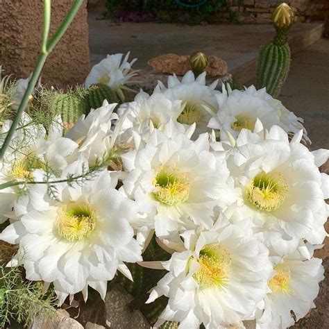 That's half of the reason to come experience these flowers! Who is the Queen of the Night Succulent? | Kinds of cactus ...