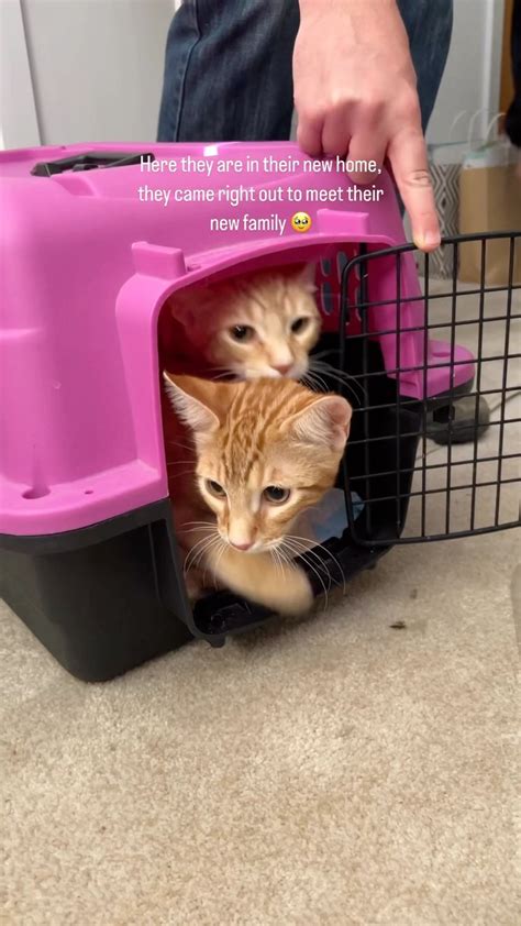Mini Cat Town Kitten Rescue On Reels Marshall Rogalski · Make My Day