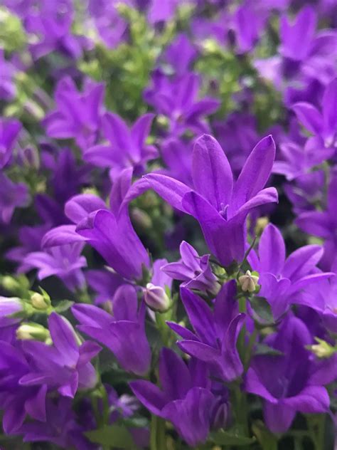 Growing Healthy Indoor Campanula Bell Flowers