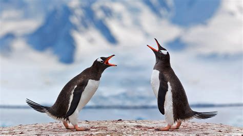 Gentoo penguins airing grievances in Antarctica - Peapix