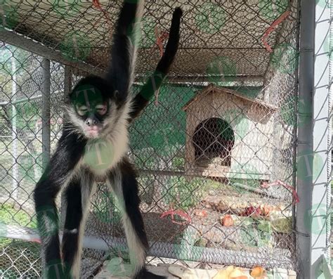 Nuevo Mono Araña Del Zoológico Gusta De ¡café Tacos Y Cerveza