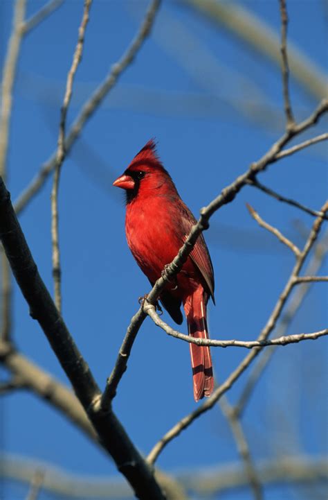Male Northern Cardinal In Winter Virginia Pictures Virginia