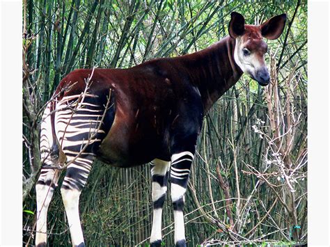 Okapi El Mamífero Que Es Mitad Cebra Y Mitad Jirafa Billiken