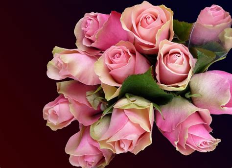 Roses Flowers Bouquet Buds Pink Wallpaper Coolwallpapersme