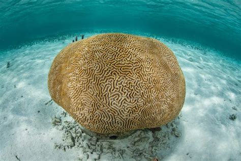Grooved Brain Coral Oceana