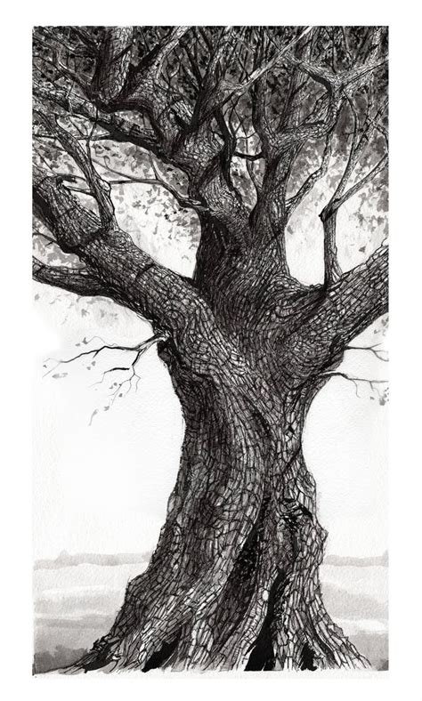 Best 25 Oak Tree Drawings Ideas On Pinterest Branch Drawing How To