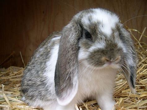Floppy Eared Rabbit Pet Bunny Cute Animal Pictures Super Cute Animals