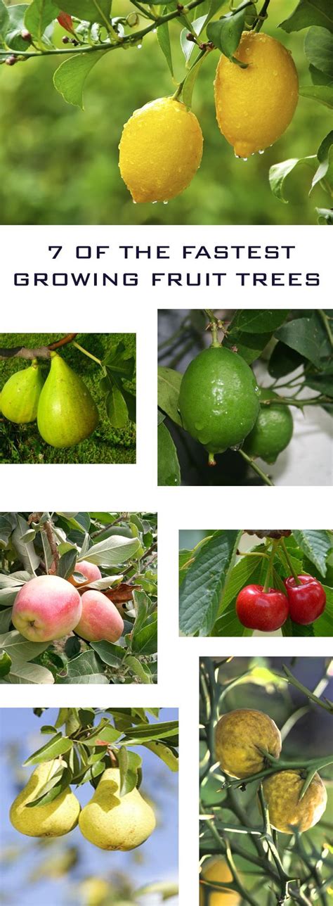 7 Of The Fastest Growing Fruit Trees Growing Fruit Trees Fast