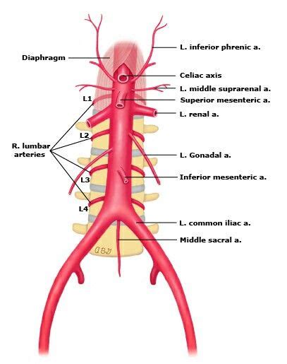 Pin By Piash On Anatomy Abdominal Aorta Arteries Anatomy Human