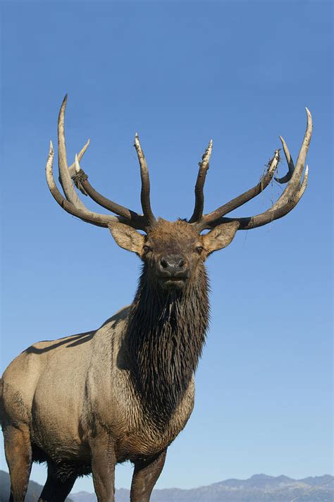 Portrait Of A Rocky Mountain Bull Elk Photograph By Doug Lindstrand