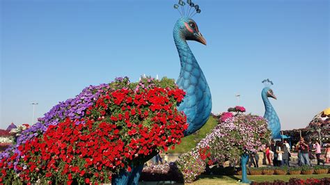 Peacock At The Dubai Miracle Garden