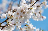 Free Images : beautiful, blooming, blossom, branch, bright, cherry ...
