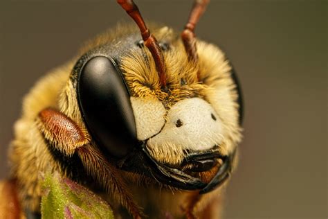 16 Mind Blowing Examples Of Insect Macro Photography 99inspiration