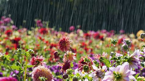 Beautiful Flowers In Rain Latest Pics And Wallpaper
