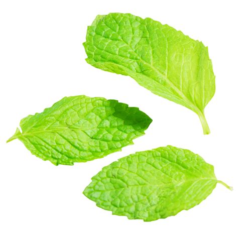 Three Mint Leaves Three Pieces Mint Leaf Png Transparent Image And